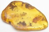 Fossil Cicada (Auchenorrhyncha) In Baltic Amber #207494-1